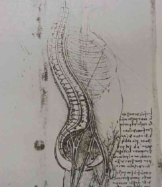 达·芬奇绘制的男性躯干部正中矢状面图